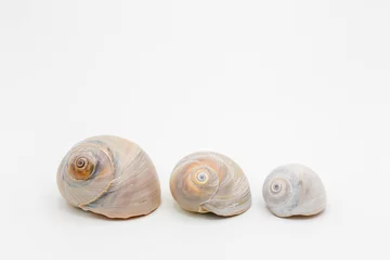 Poster Moon Shells sizes © Marjorie