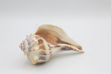 Whelk shell side view