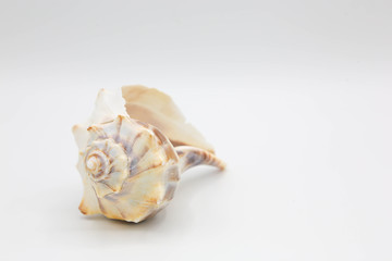 Yellow Whelk shell