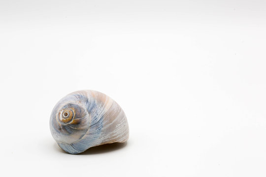 Moon shell