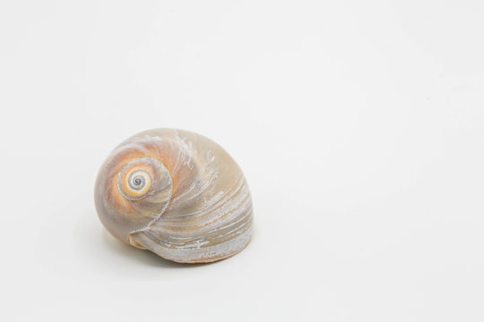 Moon shell