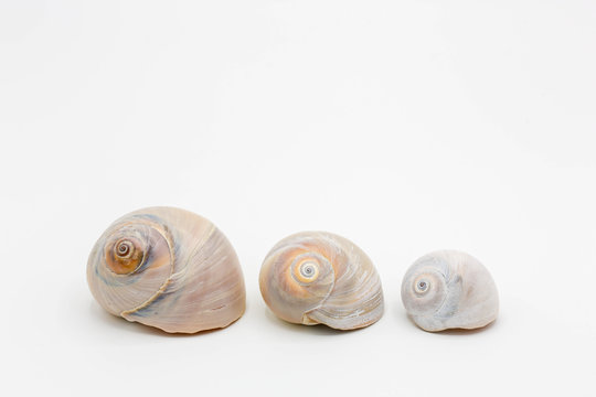Moon Shells sizes