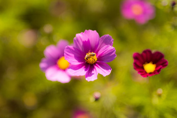 Obraz premium 花 マクロ