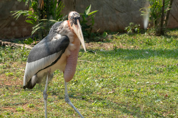Greater Adjutant (Leptoptilos dubius), closeup with a long stomach.