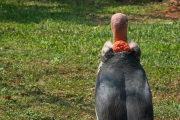 Greater Adjutant (Leptoptilos dubius), closeup with a long stomach.