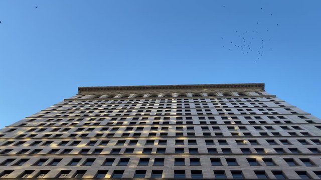 A view looking up at a tall building on a clear blue sky sunny day while a flock of birds fly past.  	