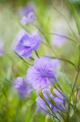 Fototapeta premium The violet blooms of the ruellia plant glow in early morning light.