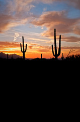 Saguaro cactus at sunrise in Usery Mountain Regional Park in Mesa, Arizona.