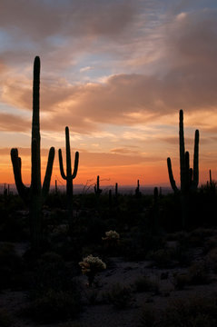 Saguaro cactus at sunrise in Usery Mountain Regional Park in Mesa, Arizona. © Mark Baldwin