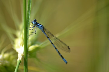 dragonfly on green leaf