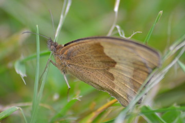 butterfly on leaf