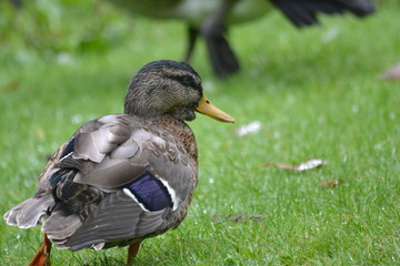 duck on grass