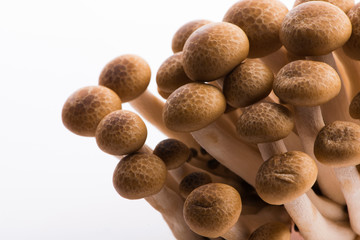 Brown beech mushrooms, Shimeji mushroom