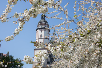 Leipzig Germany 04-18-2019 Flowering trees in front of the St. Thomas Church in spring