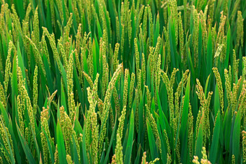 rice spike in the field