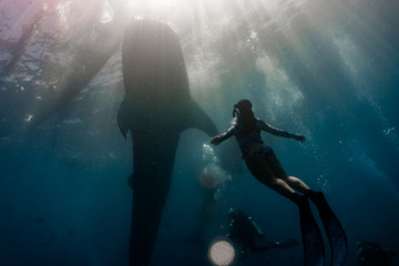 Whale shark (rhincodon typus) diving and close interaction in Oslob, Philippines.
