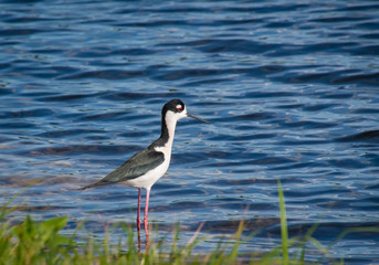 Black-necked Stilt wading on shore line in Orlando Wetlands, Florida.