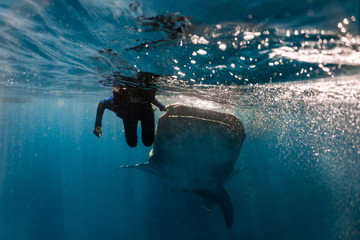Whale shark (rhincodon typus) diving and close interaction in Oslob, Philippines.