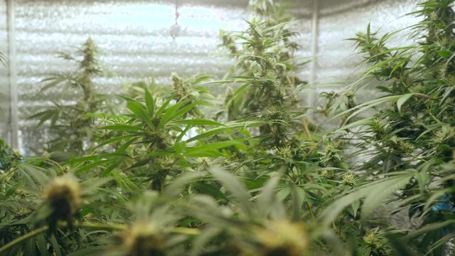 Cinematic shot of marijuana cannabis weed plants growing farm. Shot in 4K.