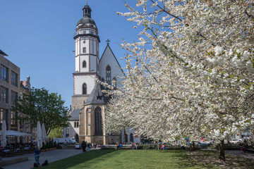 Leipzig Germany 04-18-2019 Flowering trees in front of the St. Thomas Church in spring