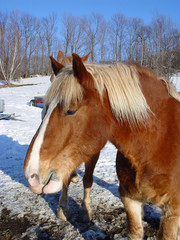 portrait of a horse in winter