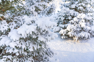 Pine trees and ground with snow behind them