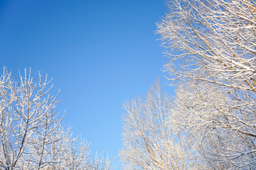 Trees in the park after snow