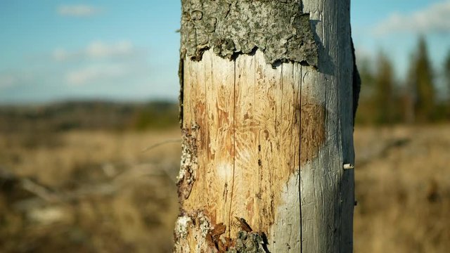 Bark wood beetle pest Ips typographus infestation, spruce and bast tree infested attacked by European spruce, making their way in wood larva and larvae, clear cut calamity, caterpillar dead trees