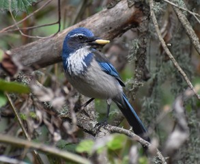 A California scrub jay (Aphelocoma californica) with a large seed in its beak.