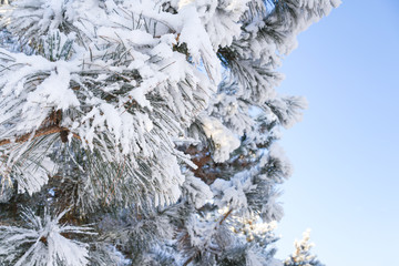 Pine branches and blue sky after snow