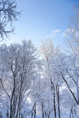 Fototapeta na wymiar Trees in the park after snow
