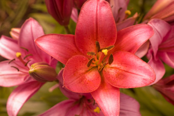 Fototapeta na wymiar Pink Lilies Closeup