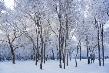 Fototapeta na wymiar Trees in the park after snow