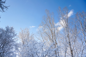 Trees in the park after snow