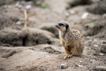 Naklejka na ściany i meble Portrait of meerkat sitting on the land