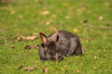 a cute brown rabbit sitting on the green grass field in the park enjoying the sun while eating