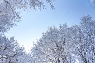 The sky and branches after the snow