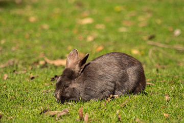 a cute brown rabbit sitting on the green grass field in the park enjoying the sun while eating