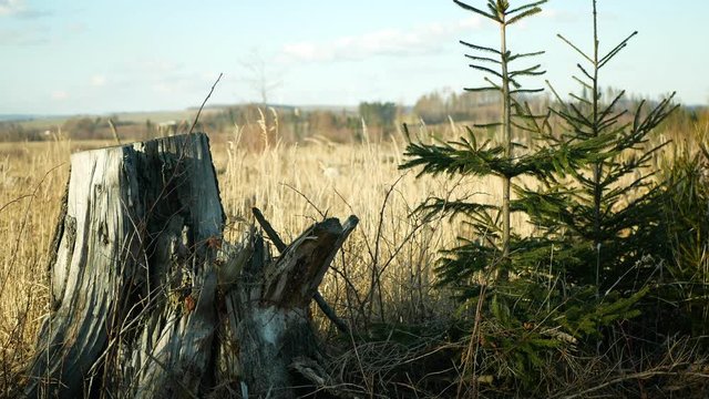 Bark wood beetle pest Ips typographus infestation, spruce bast tree infested attacked, spruce stump and newly new planted planting growing trees seedling, making their way wood larva larvae, calamity