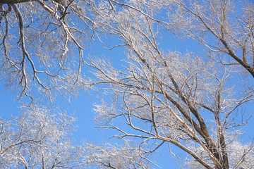 The sky and branches after the snow
