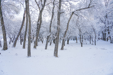 Trees and ground after snow