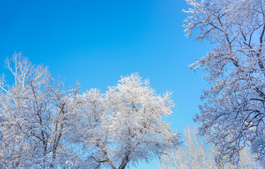 Obraz na płótnie Canvas The sky and branches after the snow