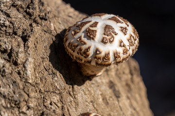 椎茸