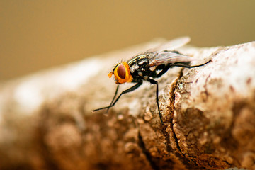 Australian Bush Fly also known as the Musca vetustissima.