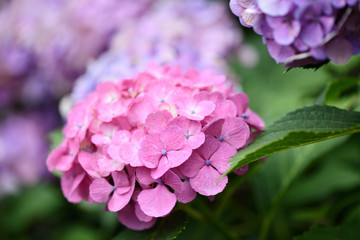 梅雨の日のお出かけ、美しいアジサイを眺めに。