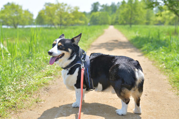 避暑地のトライカラーコーギー（ブラックヘッド）