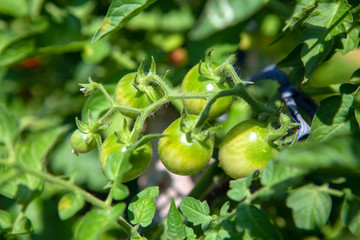 cultivation of organic tomatoes in the greenhouse 