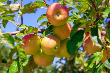 tasty apples on the tree branch