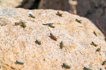 Close-up view of grasshopper/ locust insects sitting on a sunny rock near the summit of Mount Kosciuszko (2228m) in the Snowy Mountains in New South Wales, Australia.