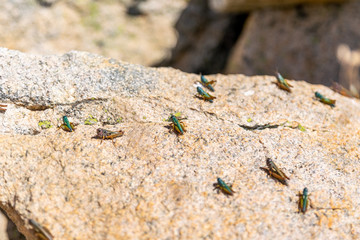 Close-up view of grasshopper/ locust insects sitting on a sunny rock near the summit of Mount Kosciuszko (2228m) in the Snowy Mountains in New South Wales, Australia.